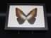 Bild von Schmetterling Kiblers Alt-Präparat, Morpho hecuba in Schaukasten